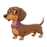 Dachshund