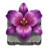 Purple lily/orchid