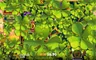 Free spins screen