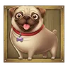 Pug